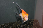 Maanvis Red Devil